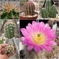Sortiment Echinocereus