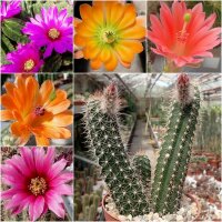Sortiment Echinocereus