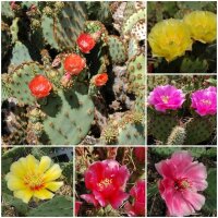 Sortiment winterharte Opuntia