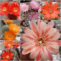 Sortiment Rebutia