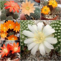 Sortiment Rebutia