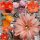 Sortiment Rebutia
