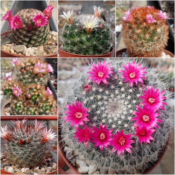 Sortiment Mammillaria