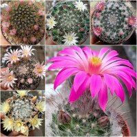 Sortiment Mammillaria