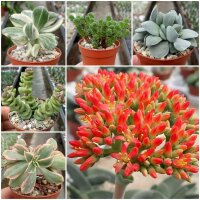 Sortiment Crassulaceae