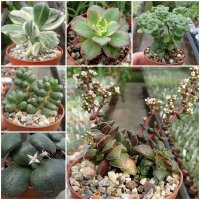 Sortiment Crassulaceae
