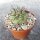 Copiapoa dealbata v. carrizalensis KPCL 3052