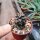 Copiapoa griseoviolacea f. densissima KPCL 3053