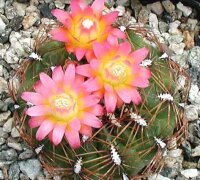 Oroya baumannii f. albispina ALP 3071
