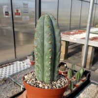Trichocereus pachanoi ALP 3079