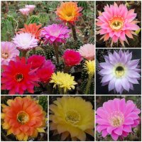 Sortiment Echinopsis-Hybriden | 3-4 cm Durchmesser