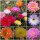 Sortiment Echinopsis-Hybriden | 3-4 cm Durchmesser