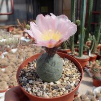 Tephrocactus geometricus ALP 3076 (10 Korn pro Tüte)