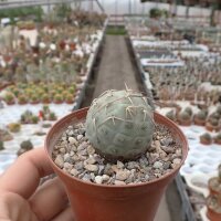 Tephrocactus geometricus ALP 3076 (10 Korn pro Tüte)