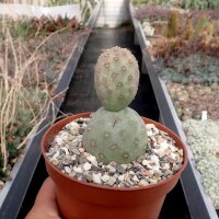 Tephrocactus geometricus ALP 3076 (10 Korn pro Tüte)