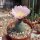 Tephrocactus geometricus ALP 3076 (10 Korn pro Tüte)