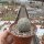 Tephrocactus geometricus ALP 3076 (10 Korn pro Tüte)