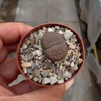 Lithops aucampiae, Lynputs
