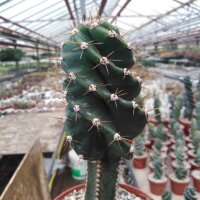 Cereus peruvianus tortuosus