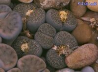 Lithops terricolor, Laingsburg