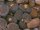 Lithops terricolor, Laingsburg