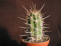 Trichocereus chilensis v. borealis KPCL 3059