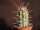 Trichocereus chilensis v. borealis KPCL 3059
