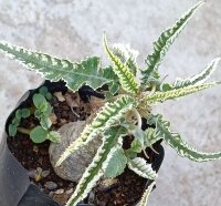 Dorstenia foetida cv. Showpiece variegata