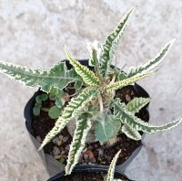 Dorstenia foetida cv. Showpiece variegata