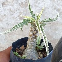 Dorstenia foetida cv. Showpiece variegata