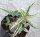 Dorstenia foetida cv. Showpiece variegata