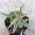 Dorstenia foetida cv. Showpiece variegata