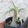 Dorstenia foetida cv. Showpiece variegata