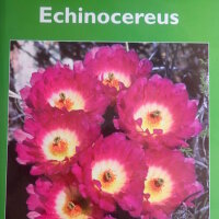 Echinocereus - John Pilbeam