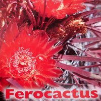Ferocactus - Pilbeam & Bowdery