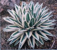 A Gallery of Agaves (including variegates) - John Pilbeam