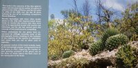 A Gallery of Agaves (including variegates) - John Pilbeam