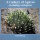 A Gallery of Agaves (including variegates) - John Pilbeam
