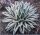 A Gallery of Agaves (including variegates) - John Pilbeam