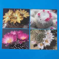 Mammillaria Now and Again - John Pilbeam