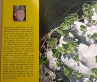 Succulents Galore - John Pilbeam