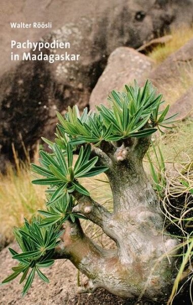 Pachypodium in Madagaskar - Walter Röösli