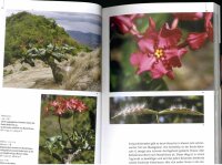 Pachypodium in Madagaskar - Walter Röösli