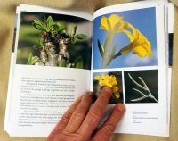 Pachypodium in Madagaskar - Walter Röösli