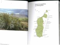 Pachypodium in Madagaskar - Walter Röösli