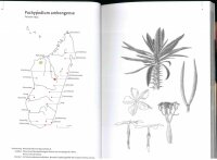 Pachypodium in Madagaskar - Walter Röösli