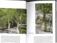 Pachypodium in Madagaskar - Walter Röösli