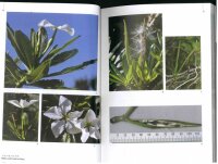 Pachypodium in Madagaskar - Walter Röösli