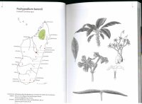 Pachypodium in Madagaskar - Walter Röösli