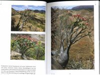 Pachypodium in Madagaskar - Walter Röösli